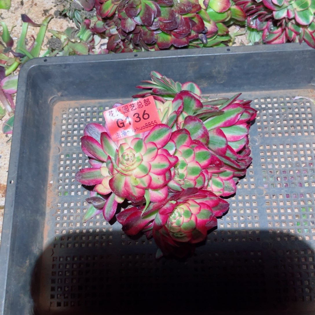 荔枝缀136多肉植物