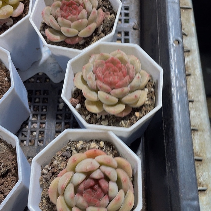 葡萄珍妮带盆土发