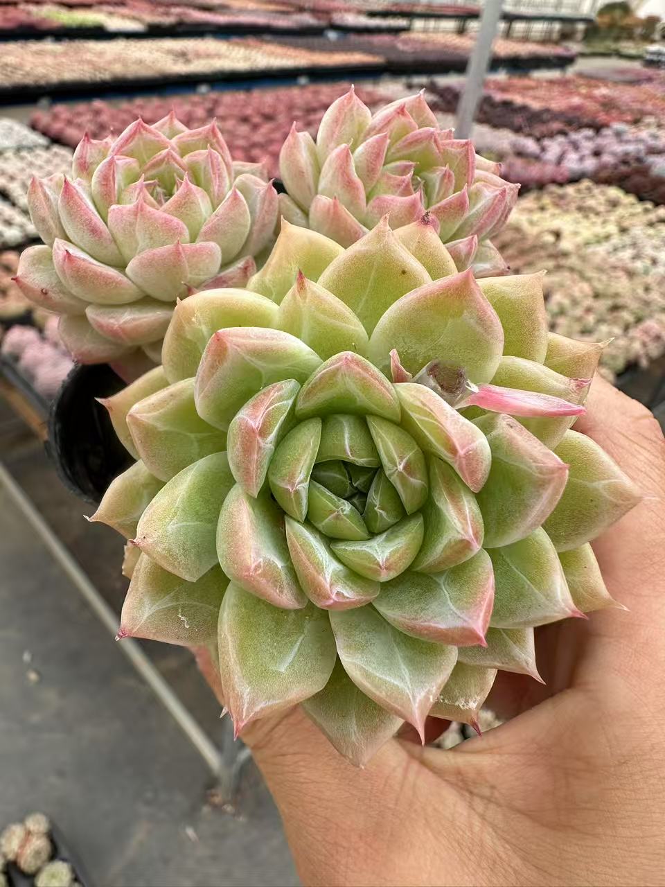 8#冰钻珍妮三头起  多肉植物  前男友精品多肉