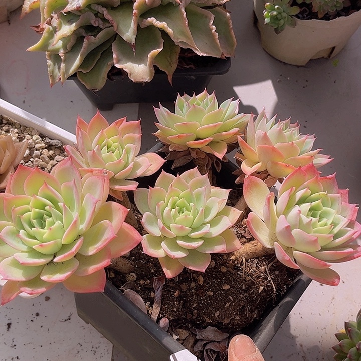 三色堇27109多肉植物