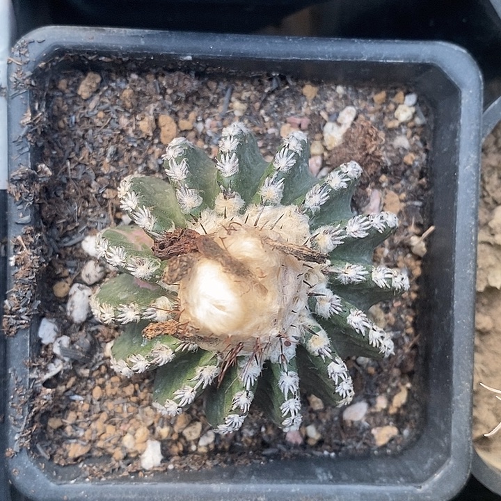 自根奇特球哈哈哈哈哈