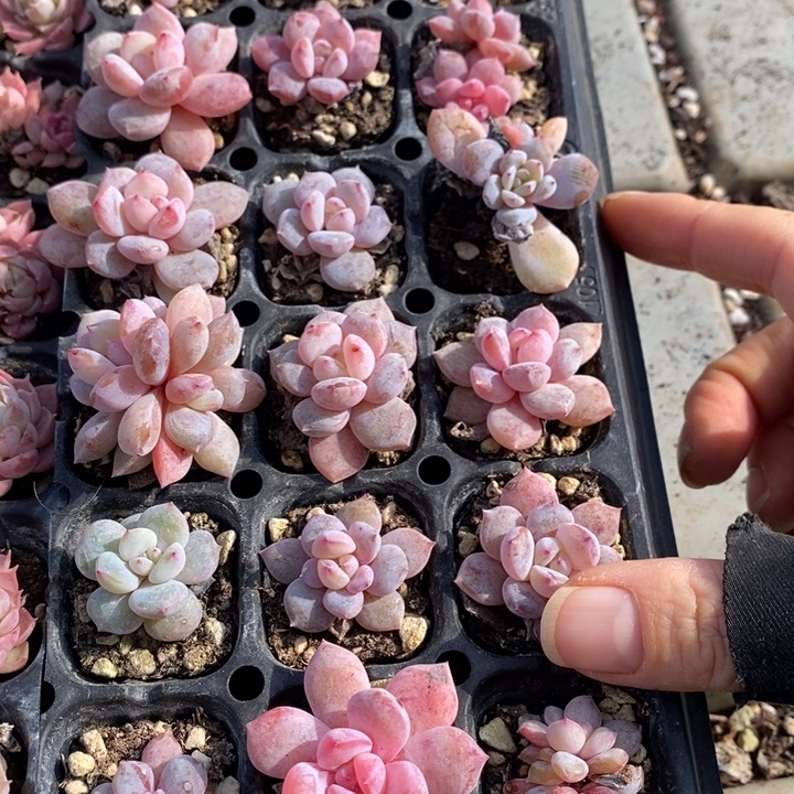 84 多肉植物盆栽花卉