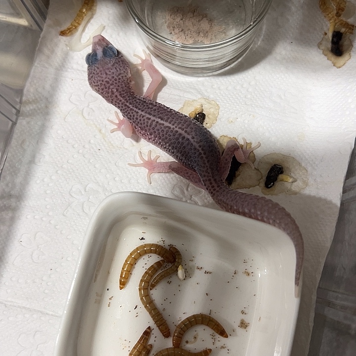 阿***波豹纹守宫银盒苗加热包