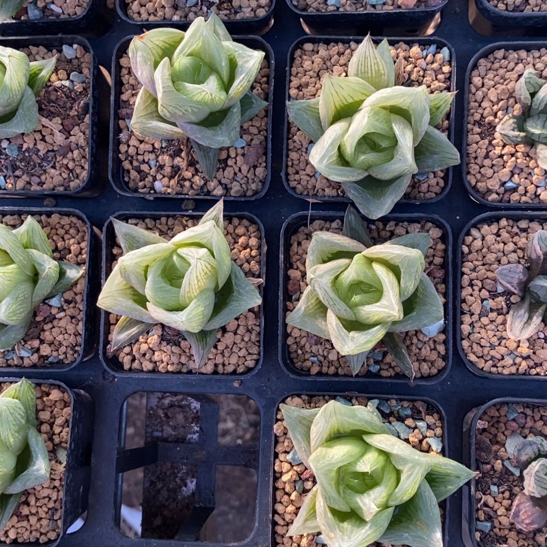 2508 一颗水蜜桃 高货