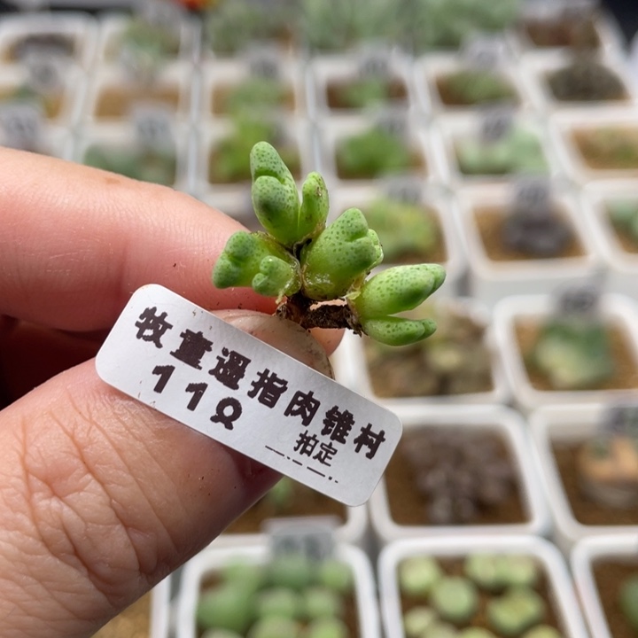 鹿角班马，118号……1111111