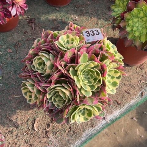 毛**姥333白凤朵朵多肉，