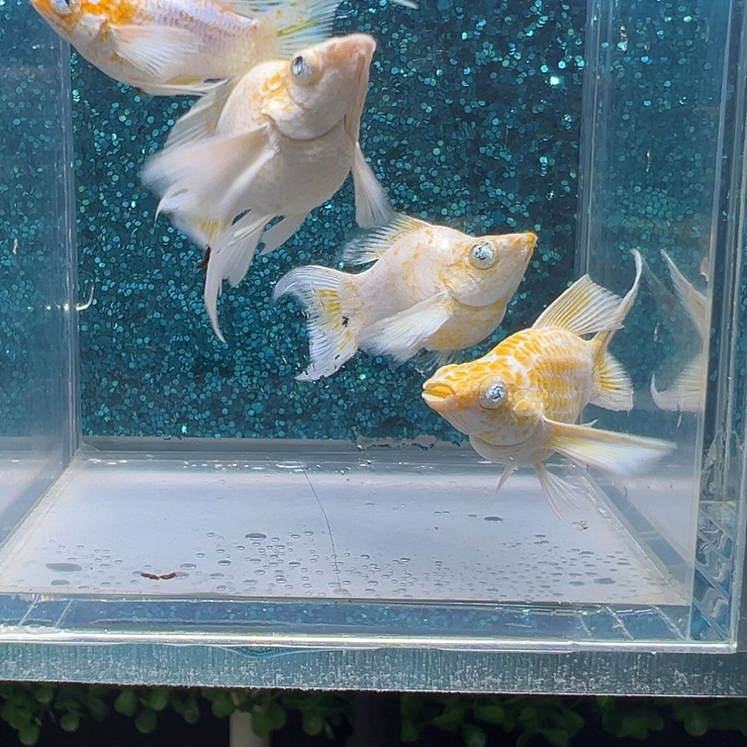 孔雀鱼樱花玛丽3母1公0012