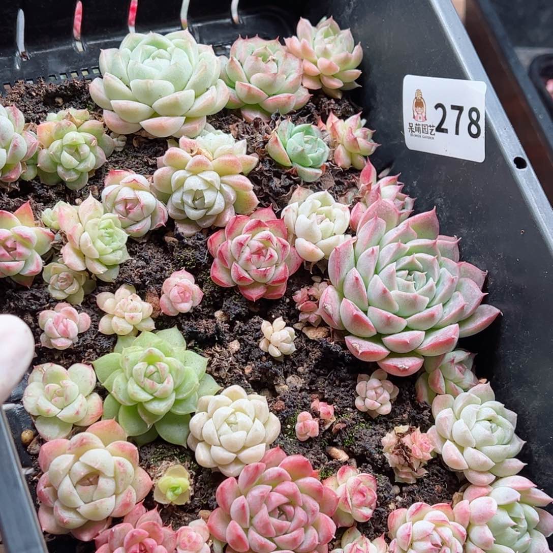 多肉植物多肉植物