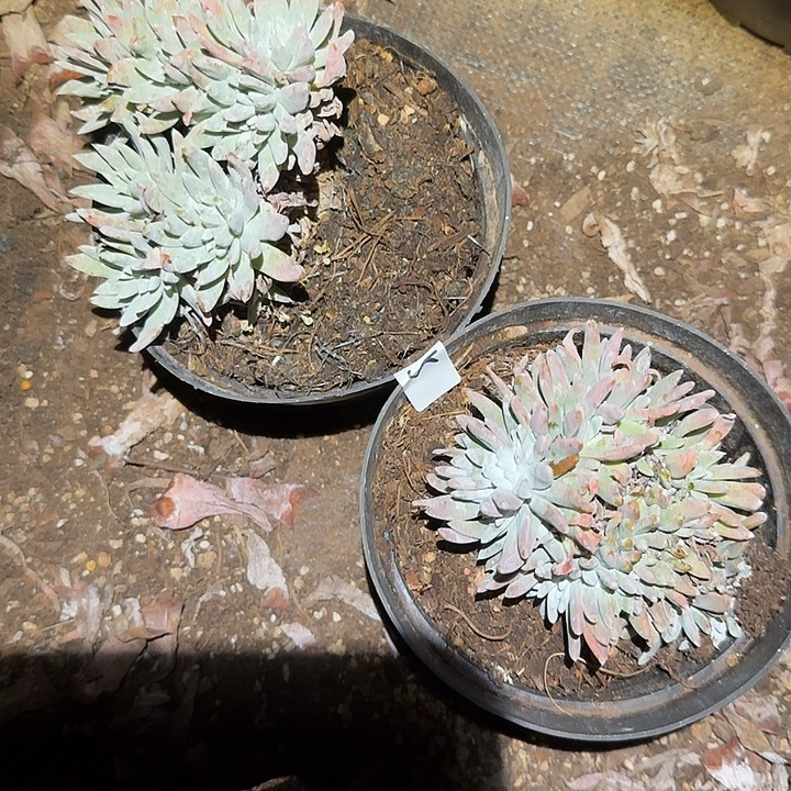 65号2颗仙女杯多肉福利