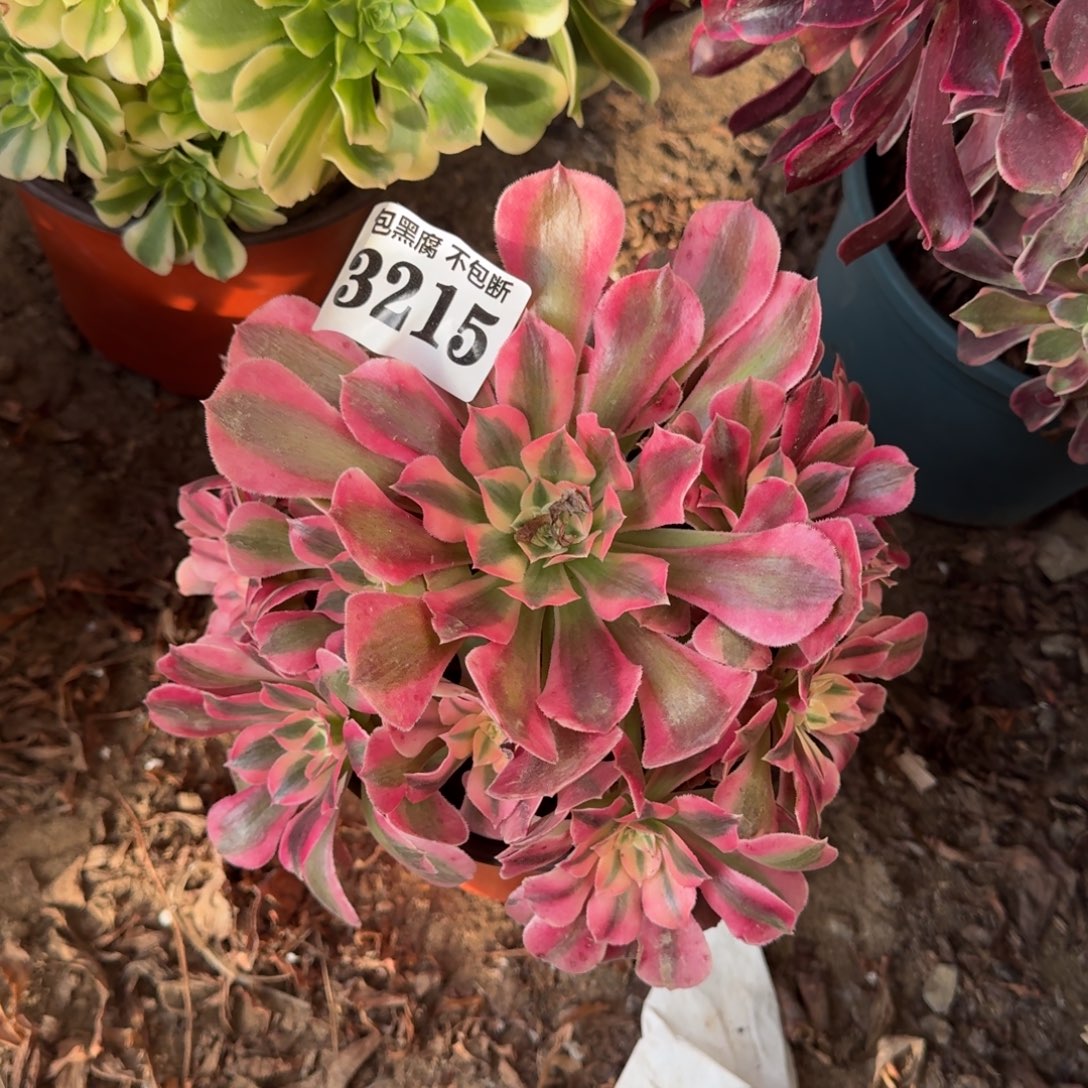 粉女郎不包断3215 18-39