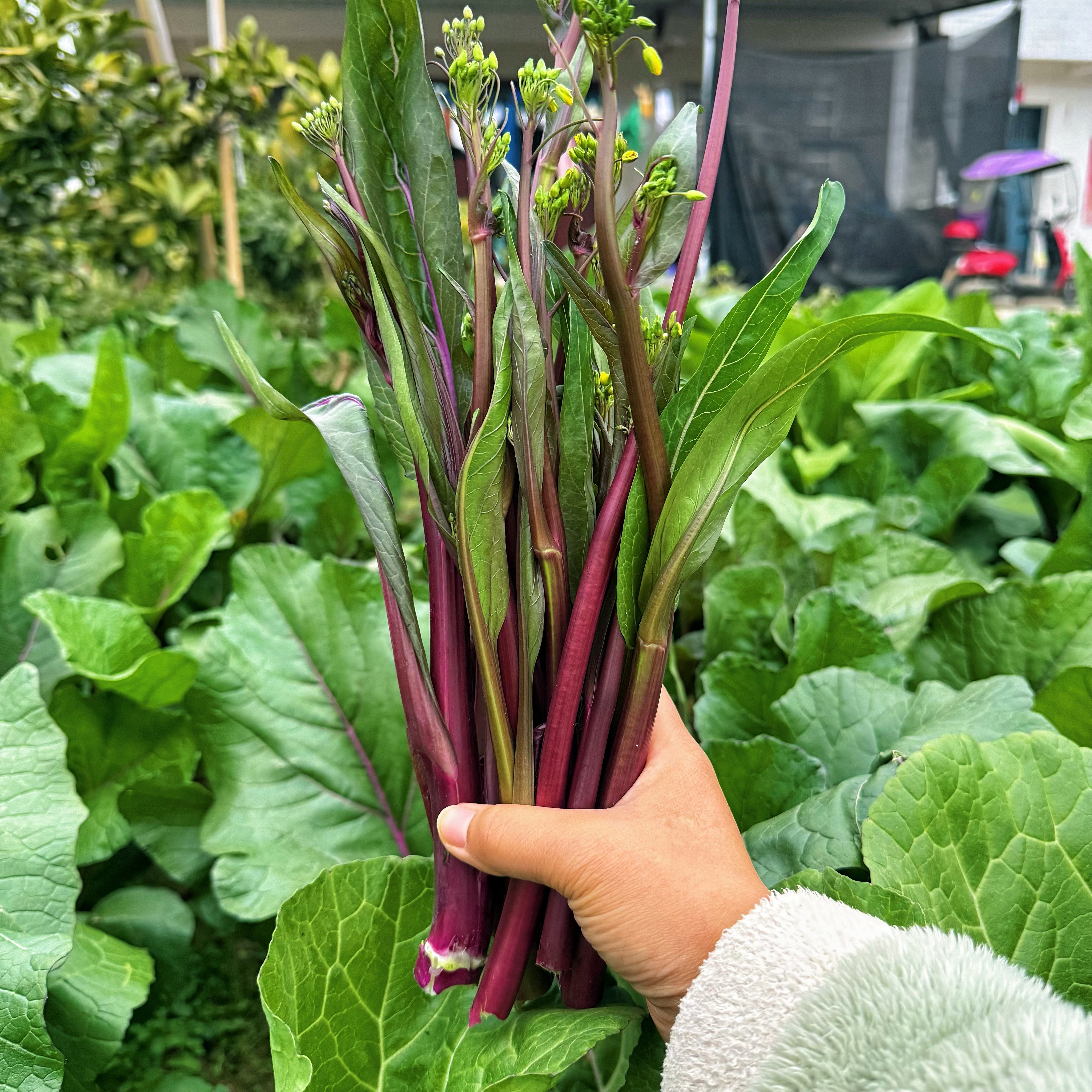 湖北红菜苔农家菜园露天打霜红菜苔当天现摘现发