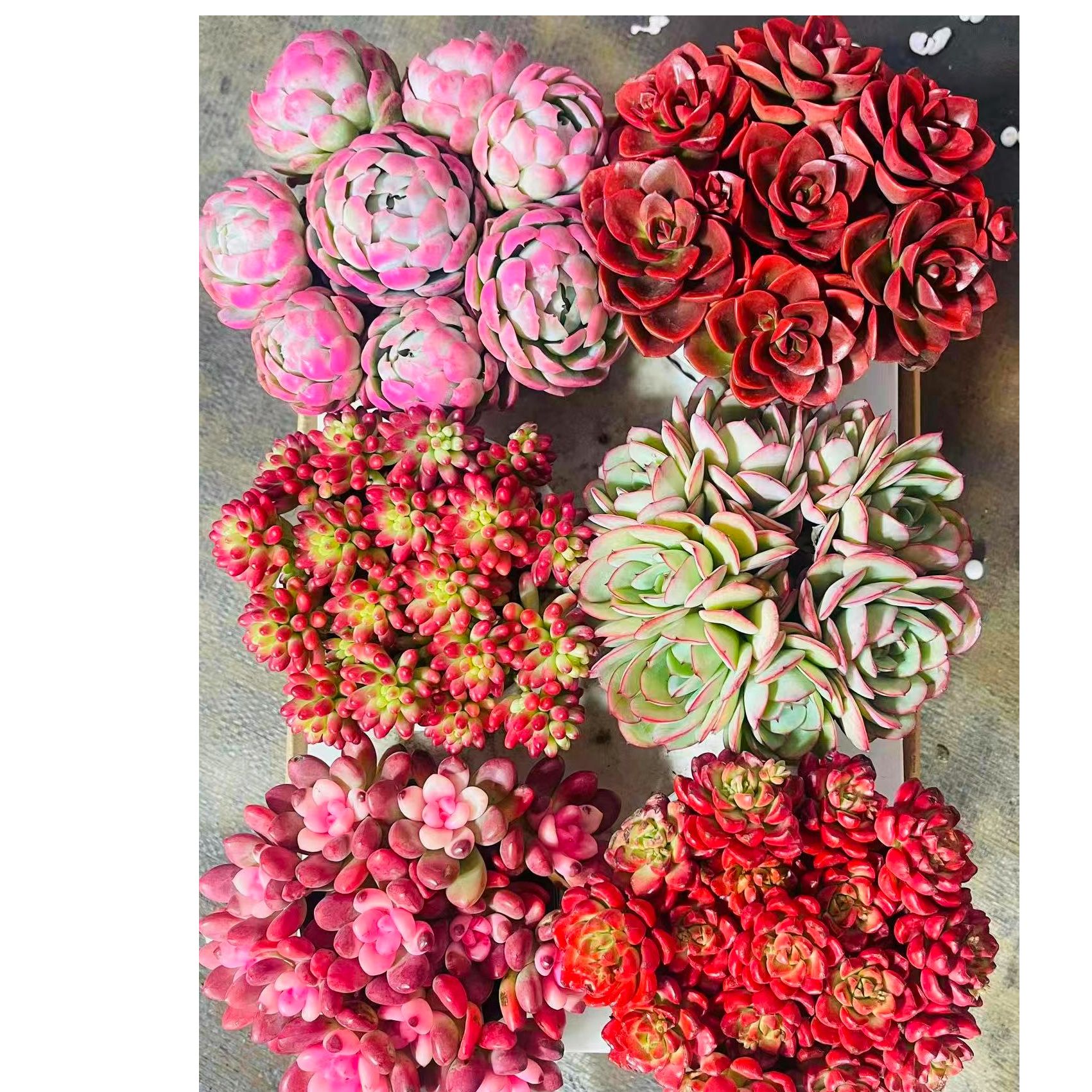 自家种植精养多肉   好看好养（六盆多肉组合）