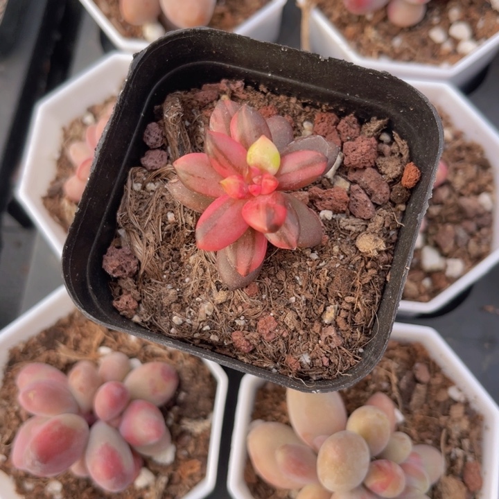 黑美人锦多肉植物113