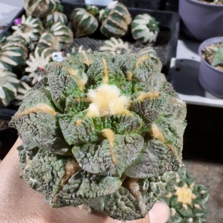 532大尤黑连牡丹仙人球