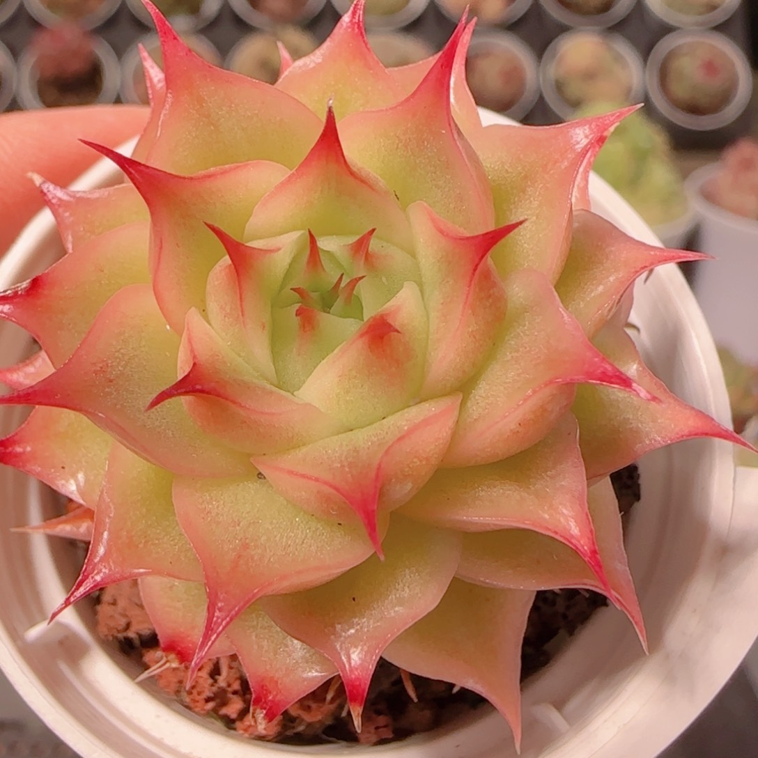 花语多肉1204-128海胆