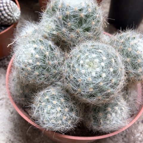 芳香丸仙人球15米