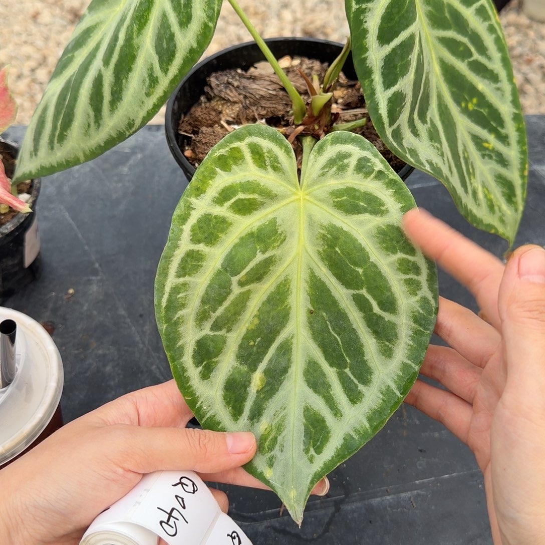 无花朵039hjknvchfjnb 