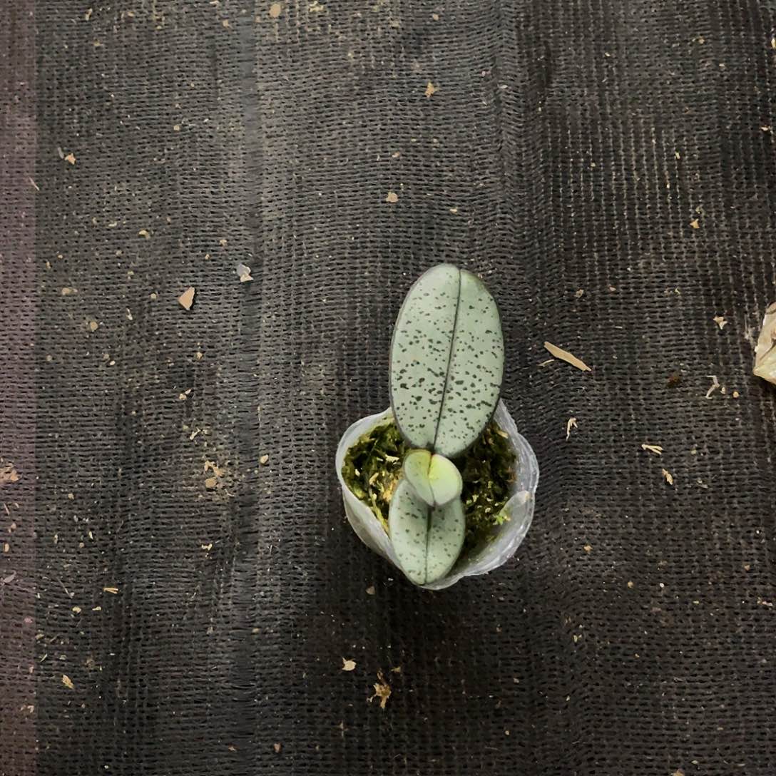 完全开放蝴蝶兰银叶西雷利1.7根不多