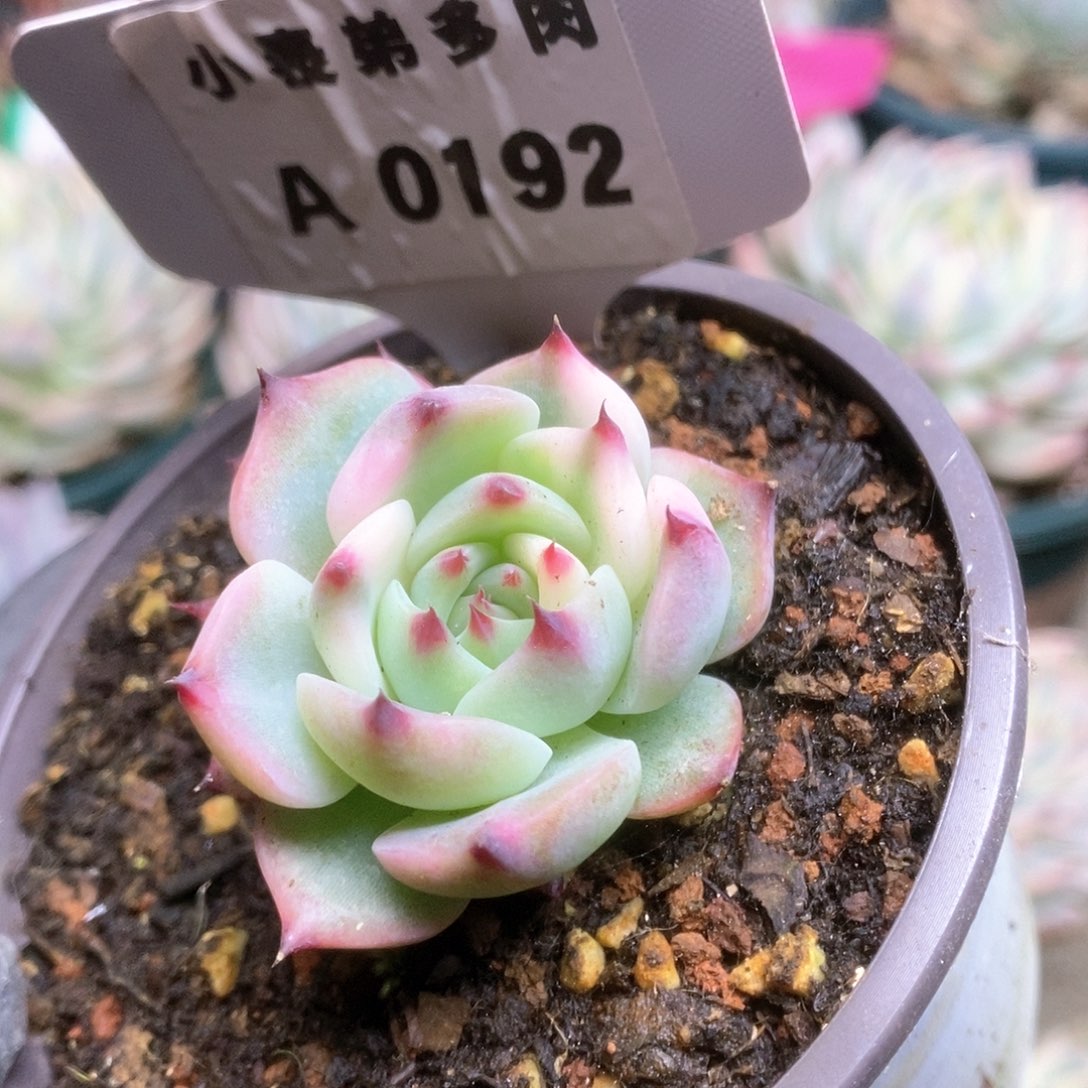 192锦锦锦锦锦锦