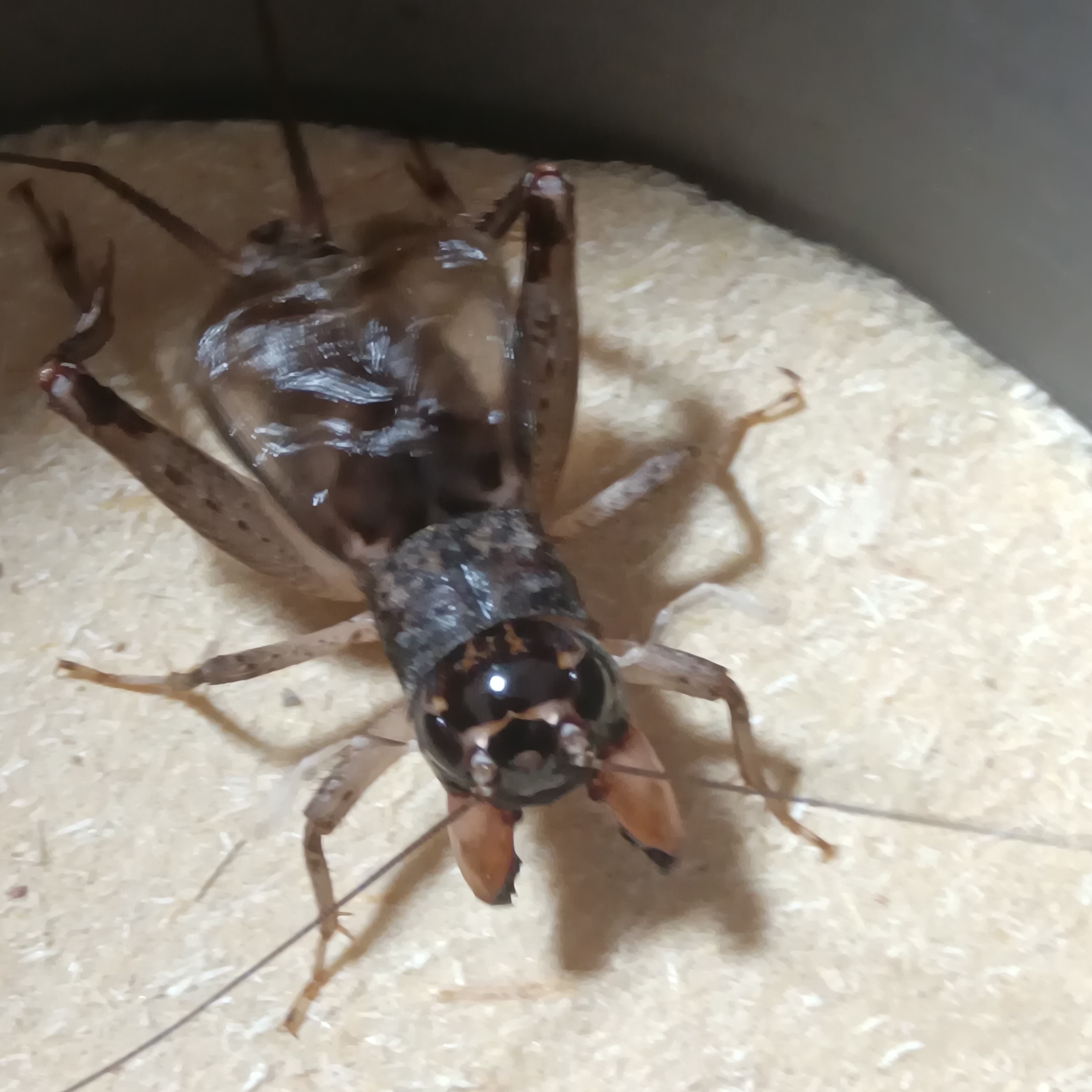 野生冬虫蟋蟀蛐蛐鸣虫活体昆虫宠物