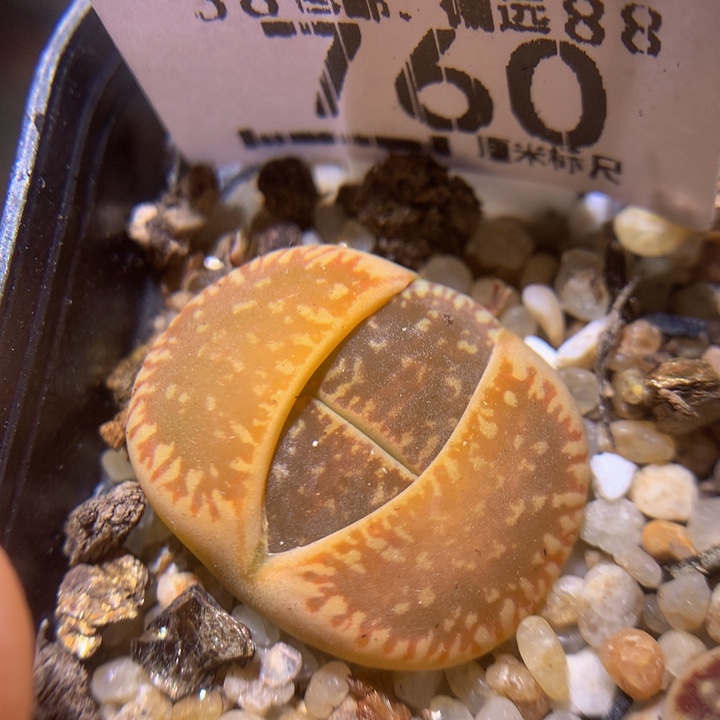 zzz精品生石花760