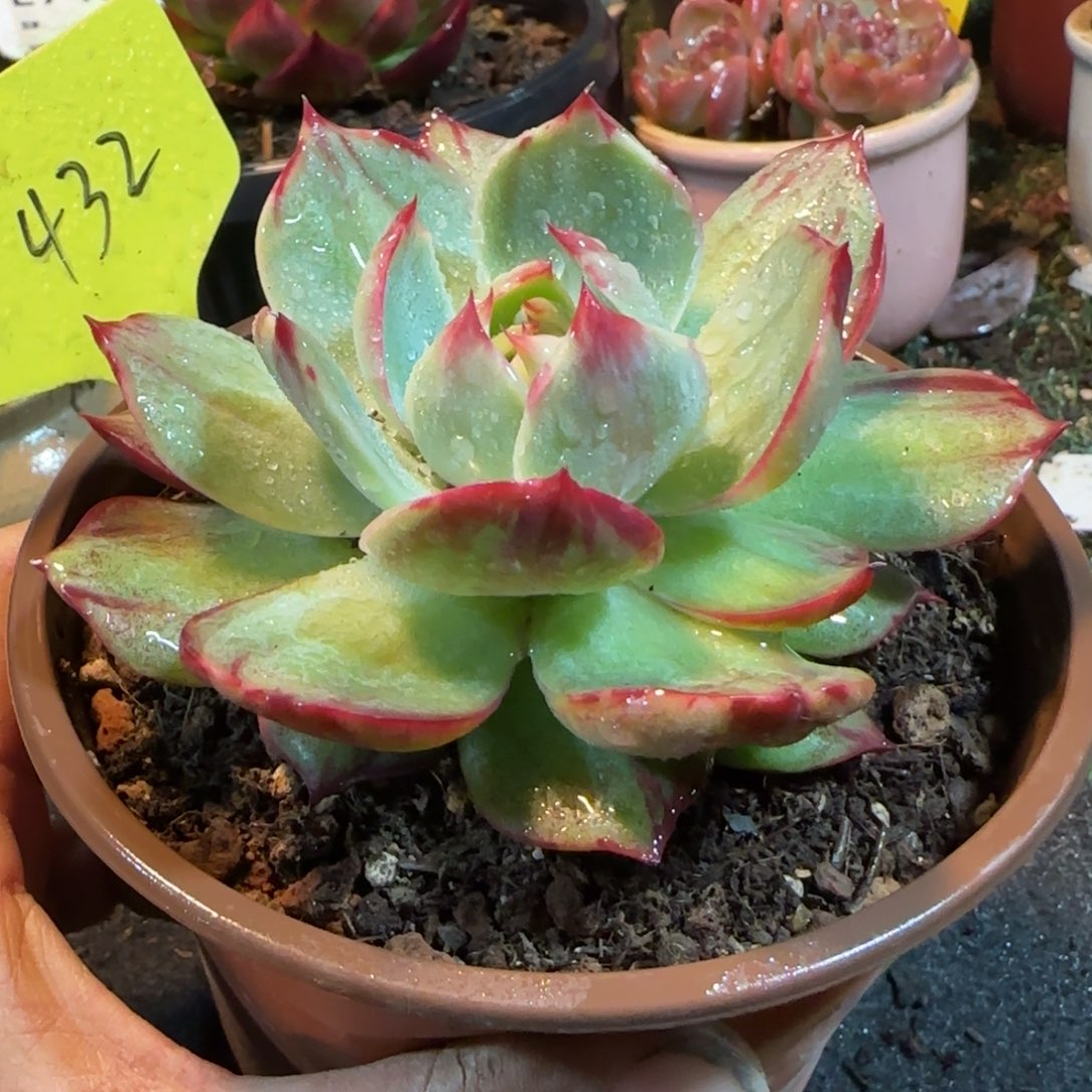 惊鸿一物一拍包装收缩花旱432