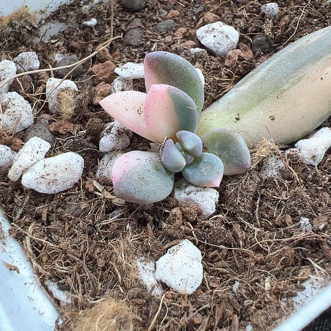 紫丽殿锦  小方花圃一物一拍