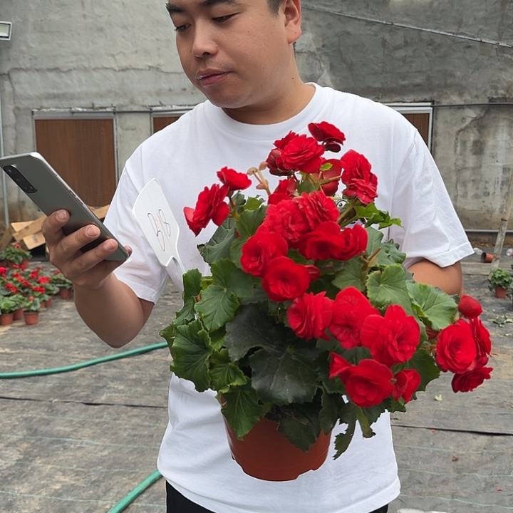 大部分花苞少量开放母本红色