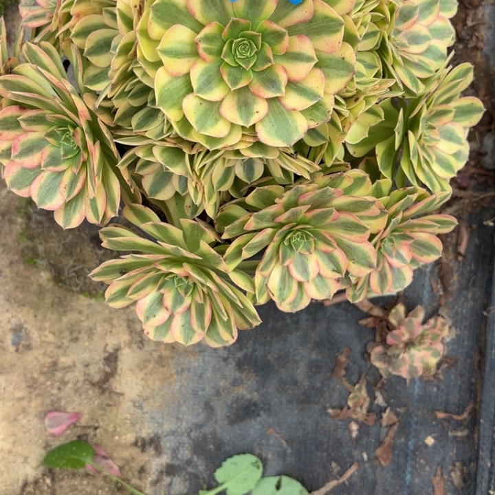 雨荷多肉不包损69