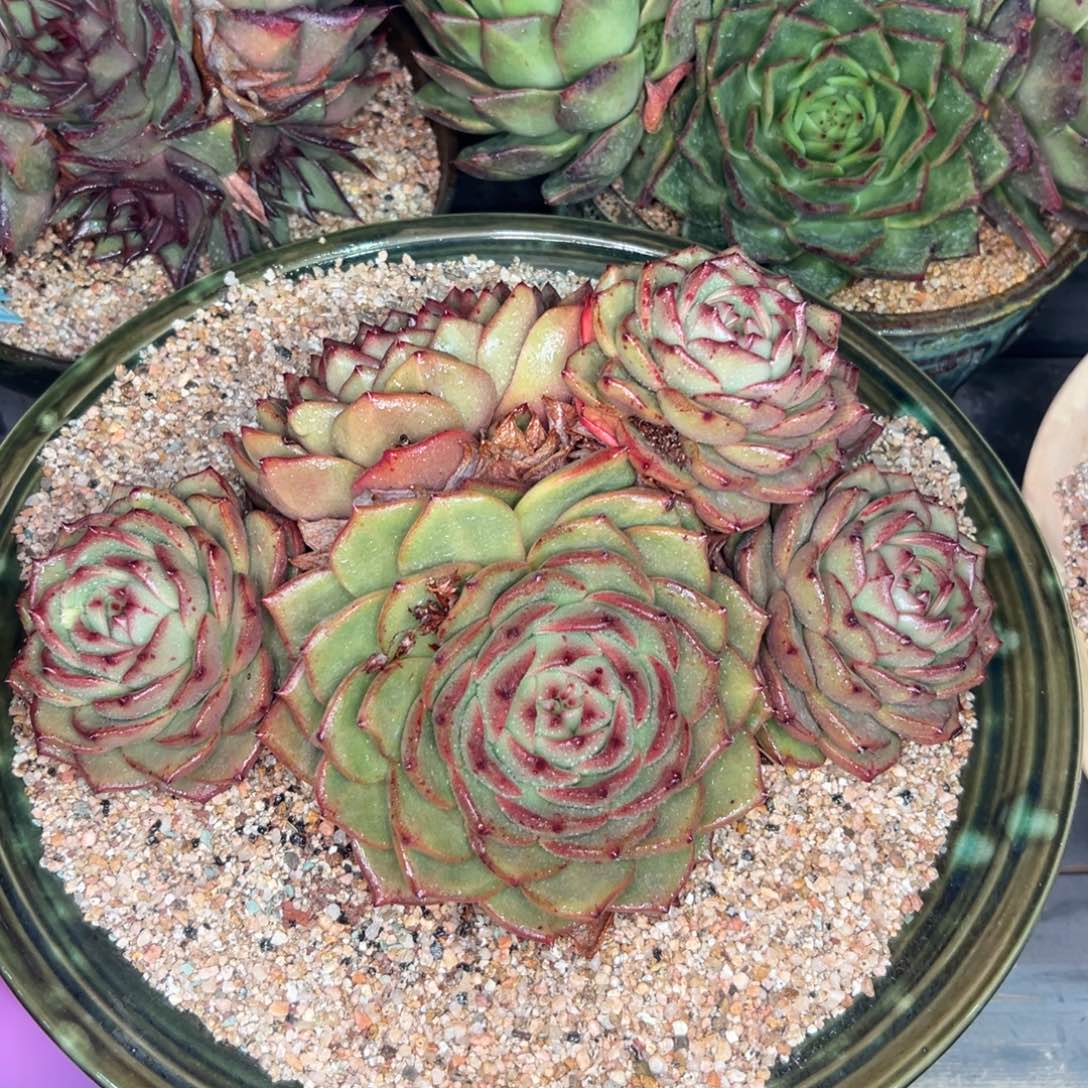 多肉一物一拍0206-珍珠