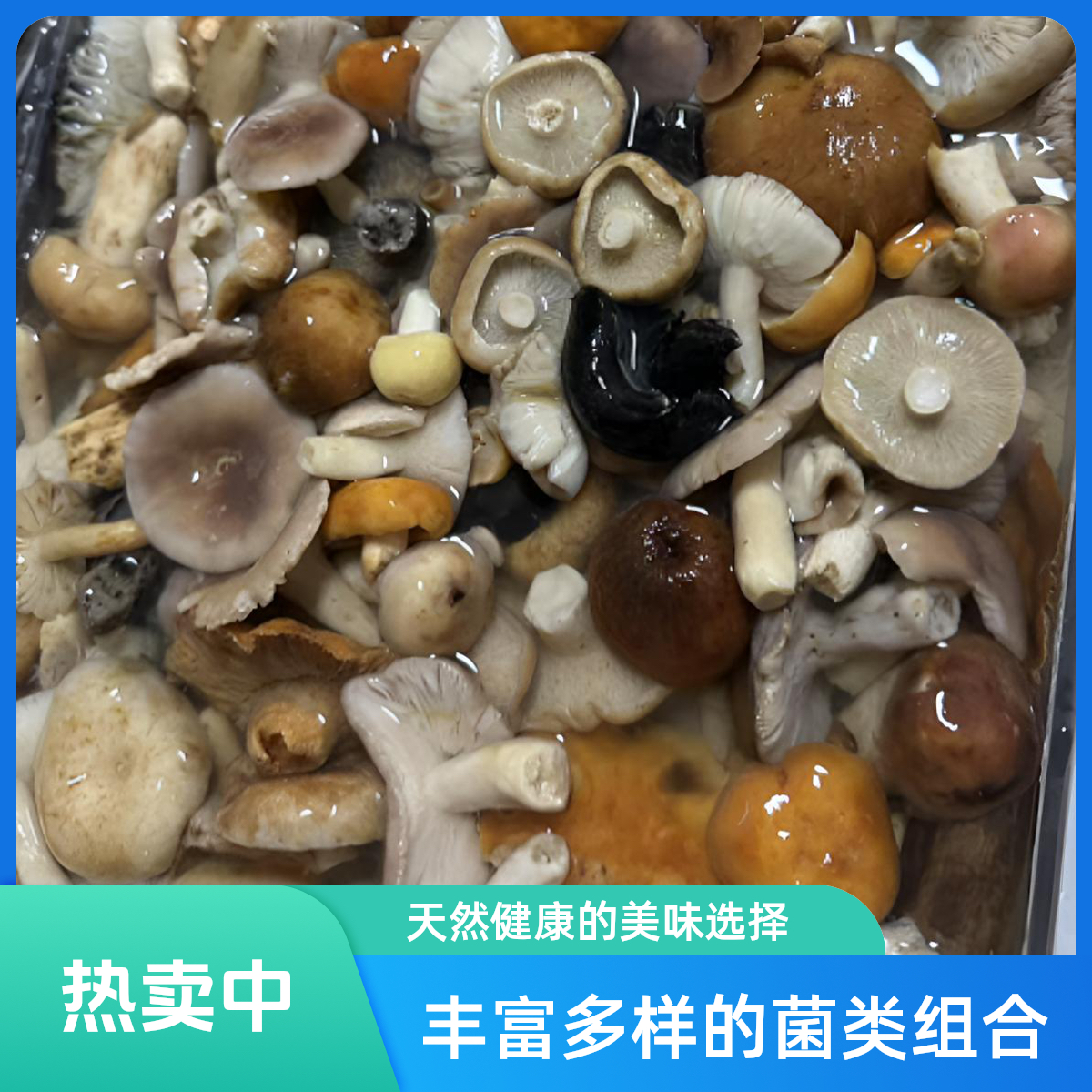 四川新鲜野生青头菌大脚菇炒菜美味野生杂菌边角料介朵大介意勿拍