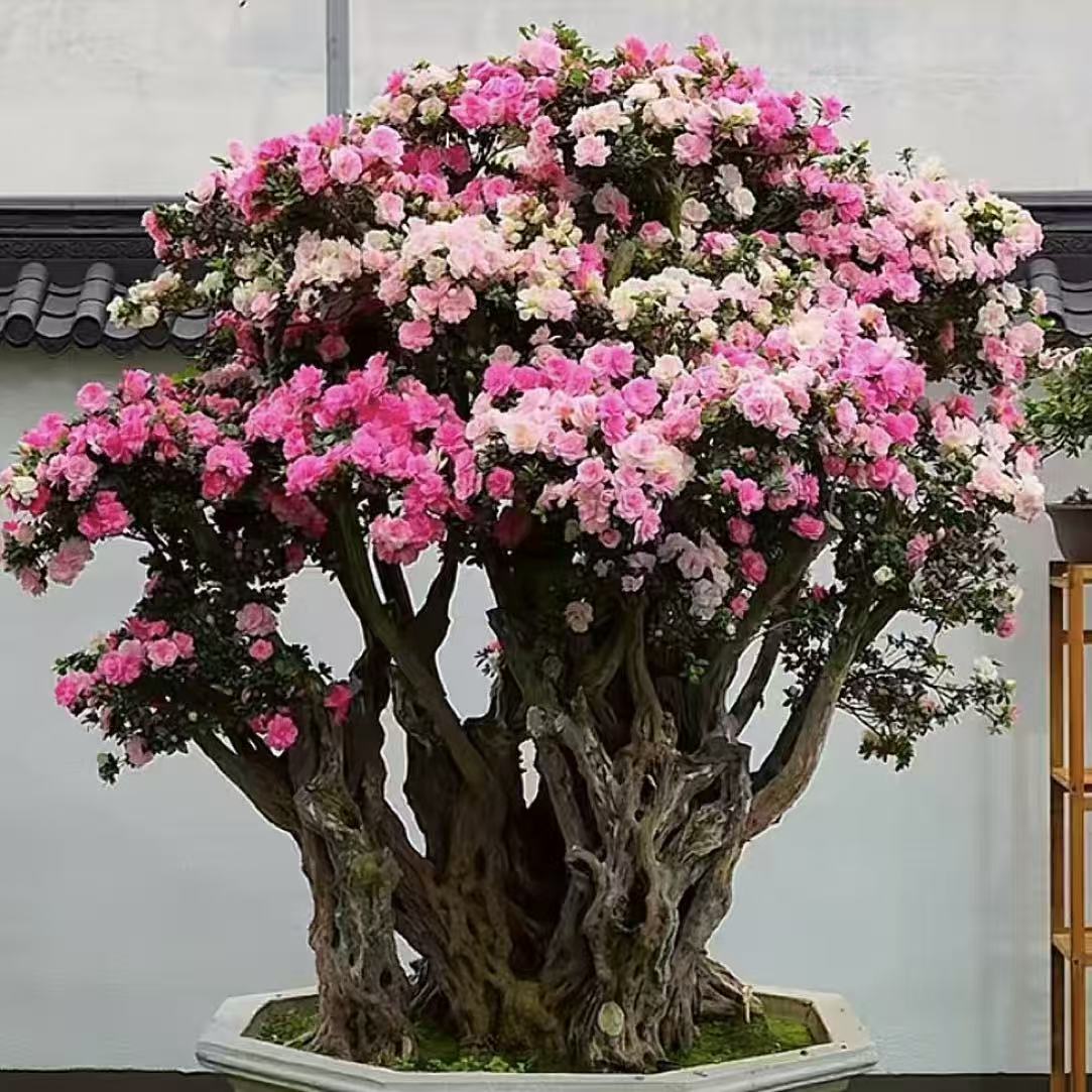 稀有高级千年杜鹃老桩四季爆花耐热耐寒家庭室外落地绿植