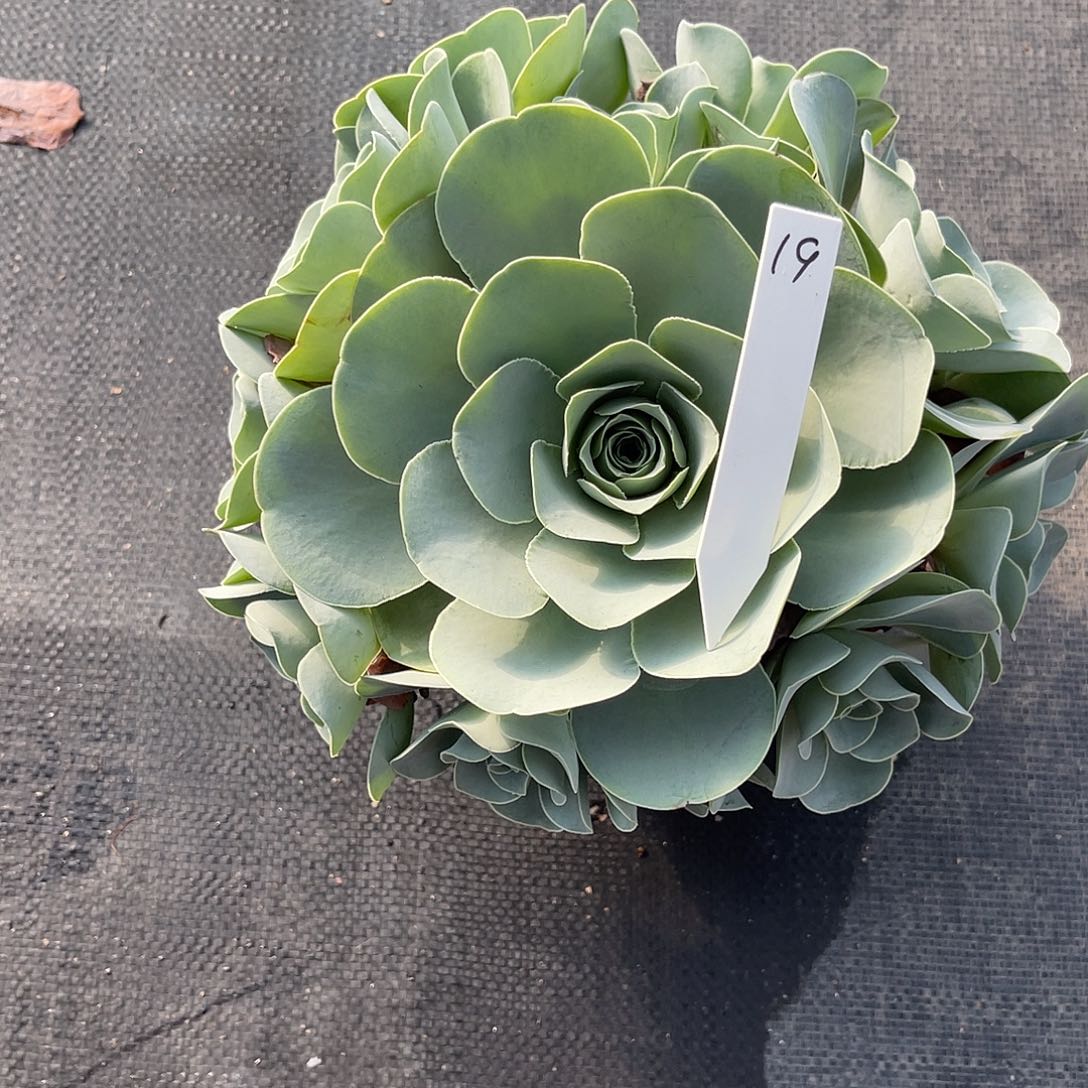 山地玫瑰一物一拍拖土发19号，不包段侧芽