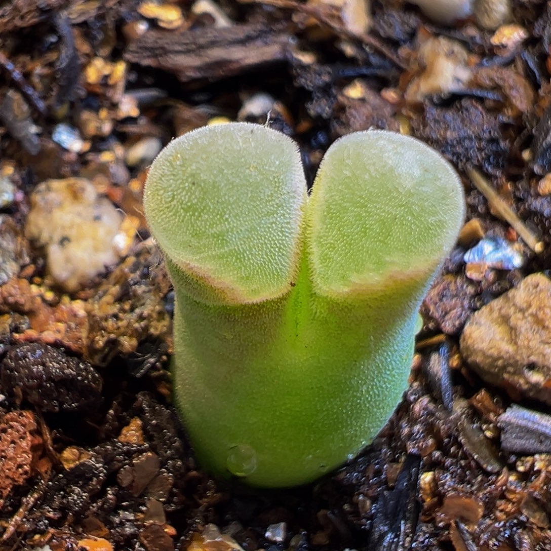 482多肉植物种类多样