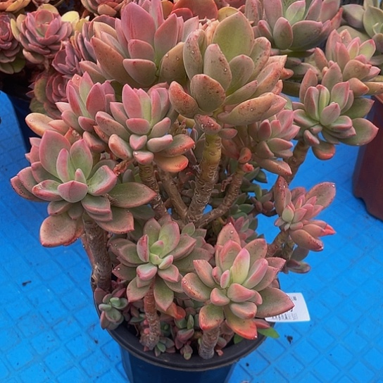 荷*儿紫星6020多肉