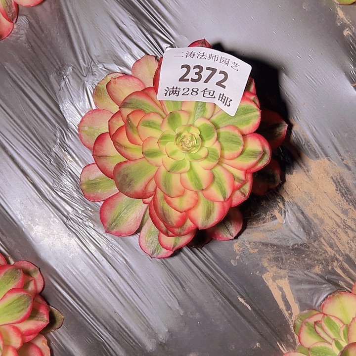 2372荔枝多肉植物2号