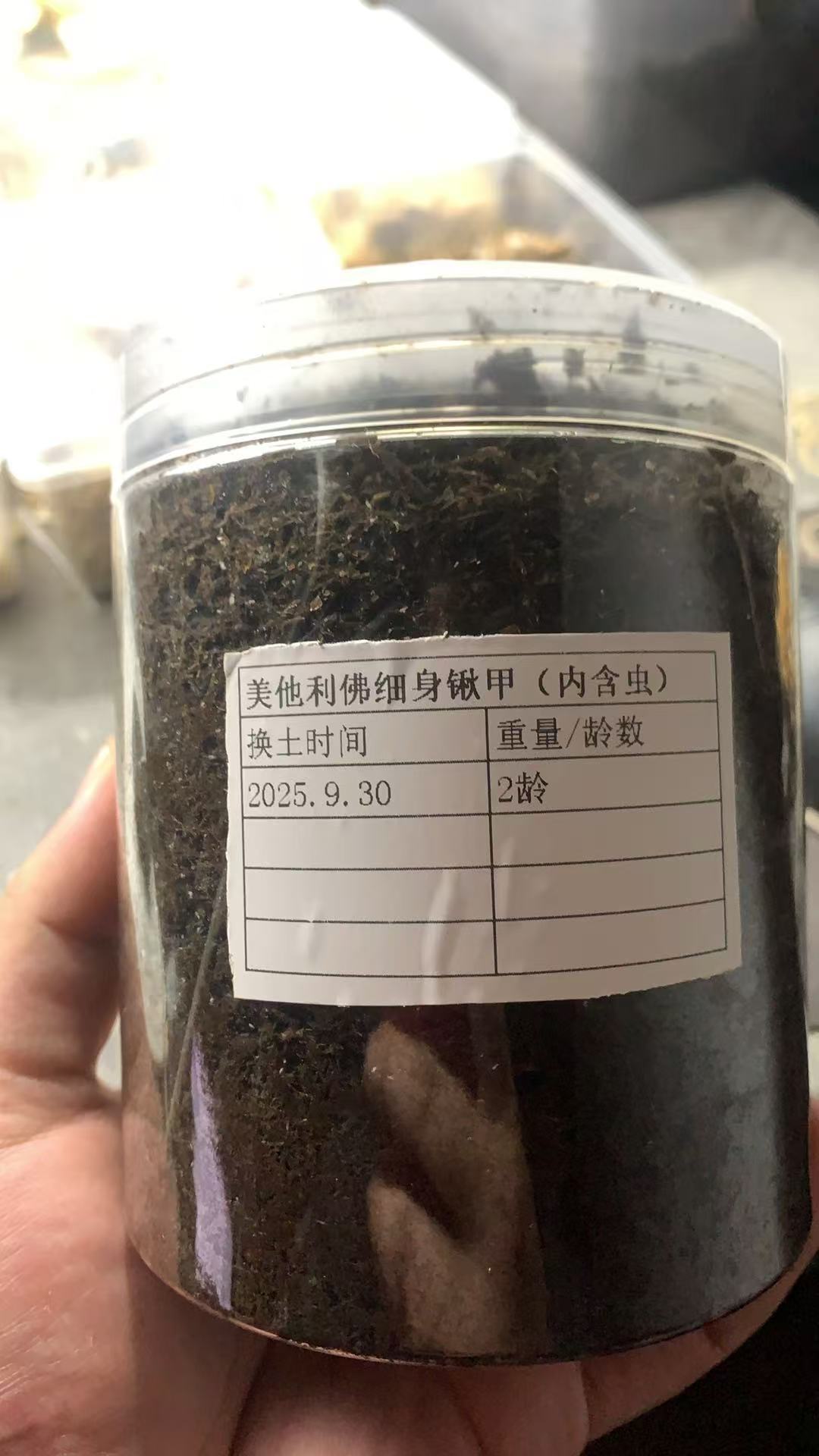 美他利佛细身锹甲3龄幼虫790mL无忧罐（含美他随机幼虫一只）
