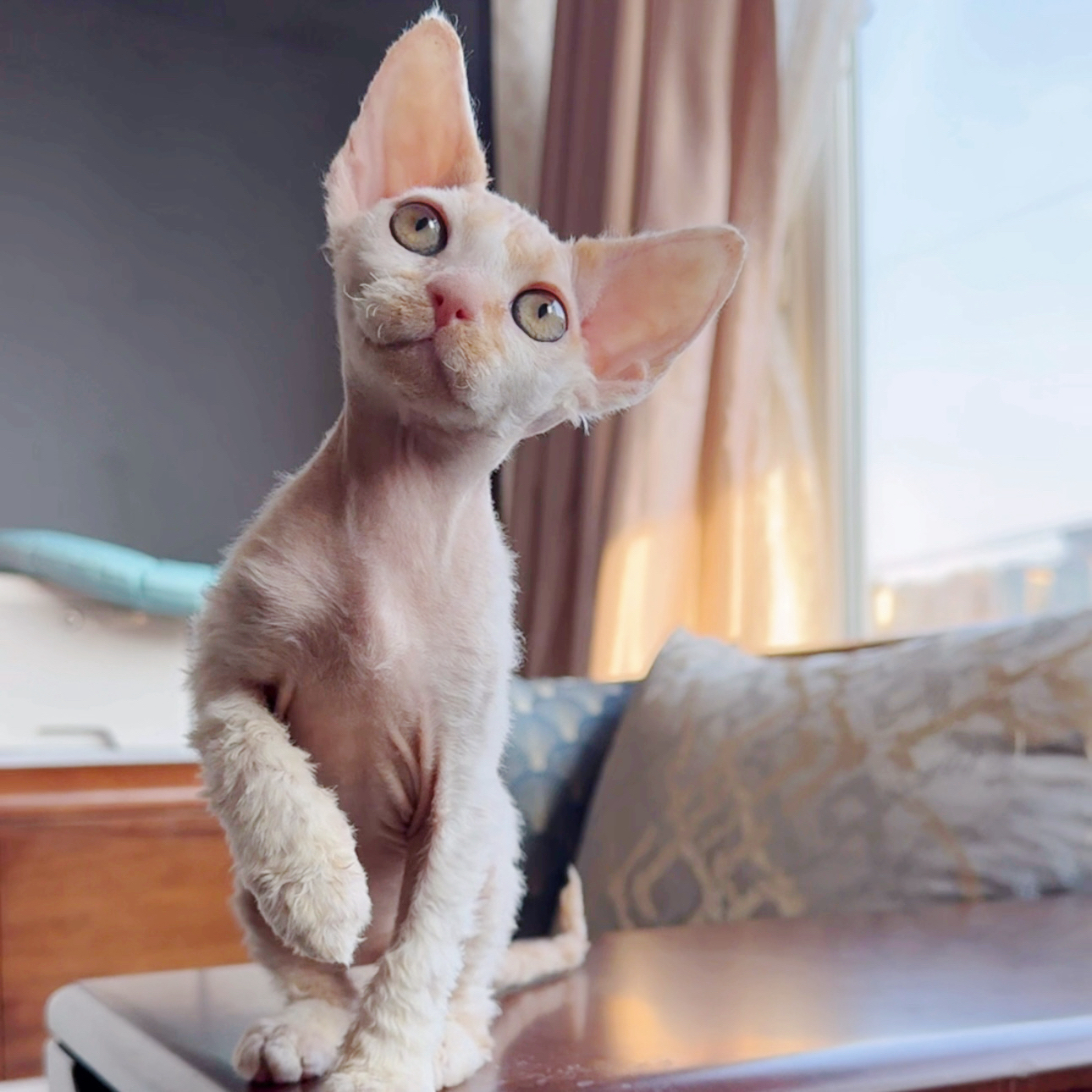 一休德文猫|红白梵色黏人弟弟