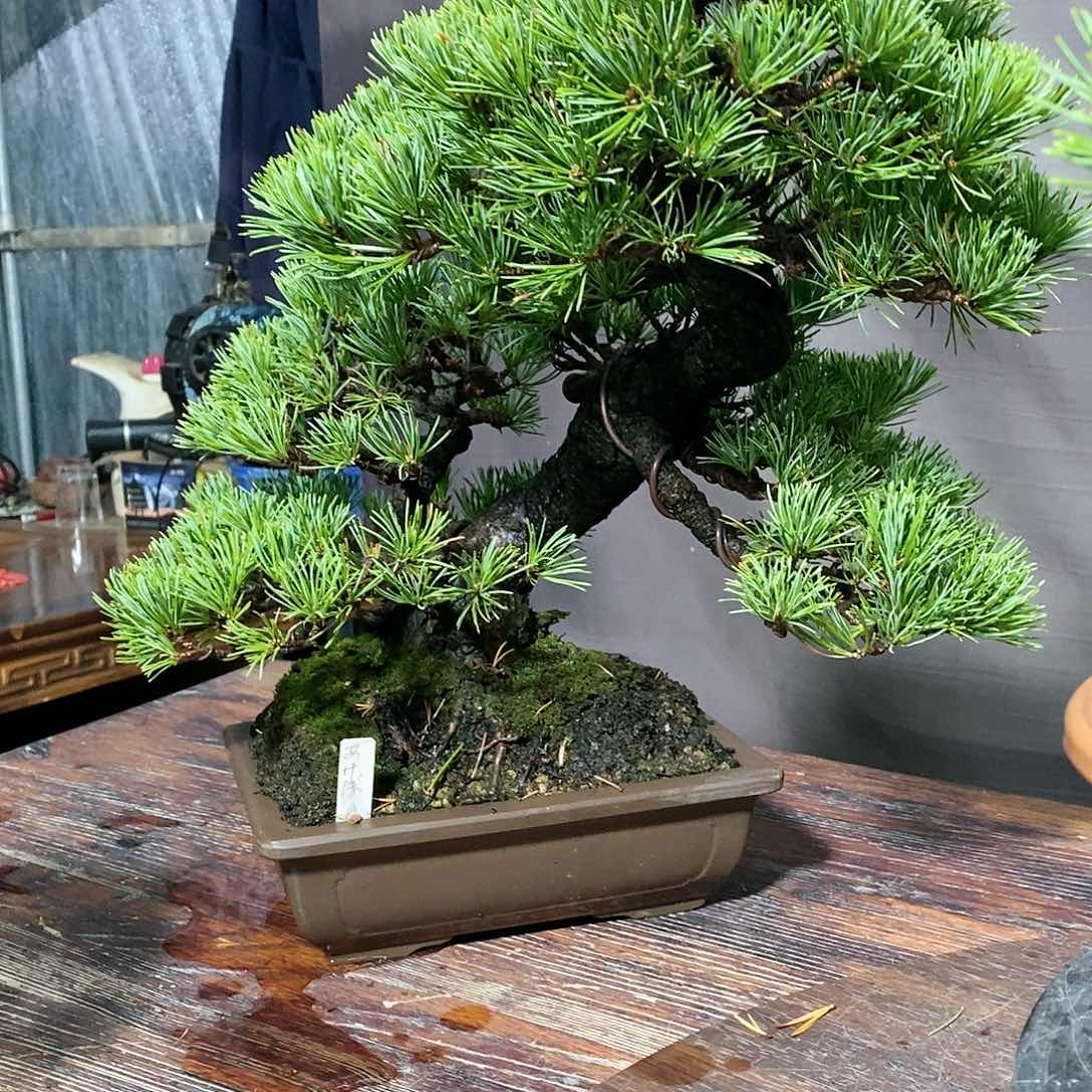 【闪购商品】无花朵Z*