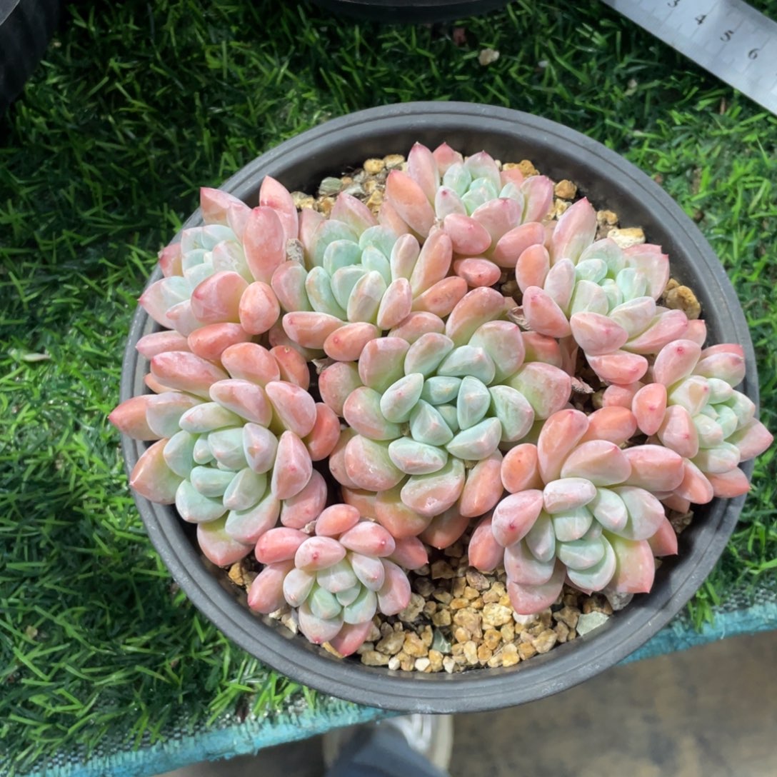 香玉冠幅15 公分一物一拍