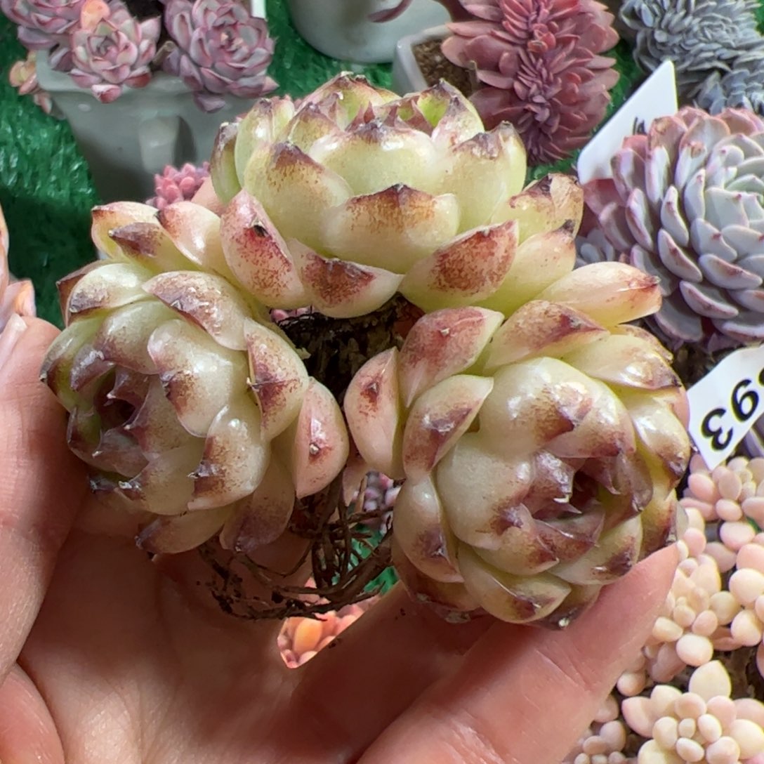 631 满38包邮一物一拍