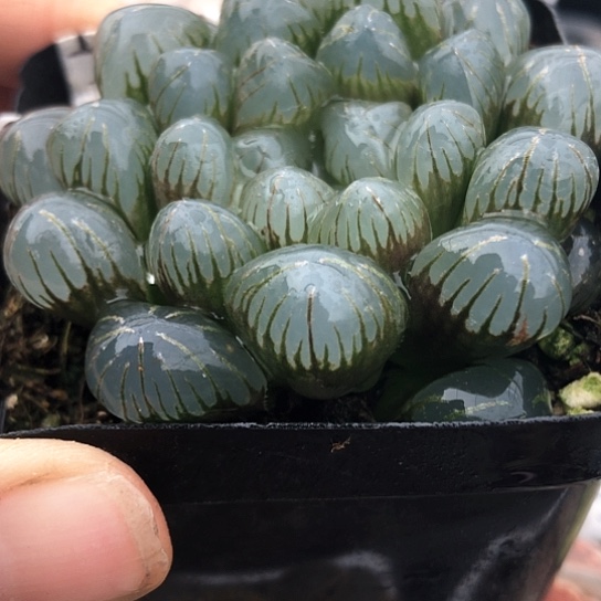 1330，7厘米盆冰灯特价包邮