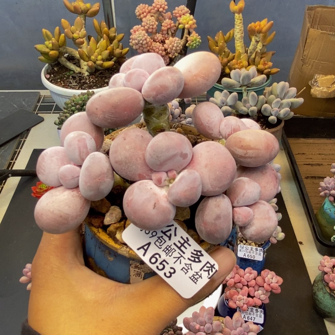 653水光针多肉7c m