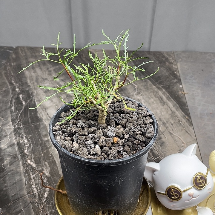 飞羽没药橄榄跨年福利