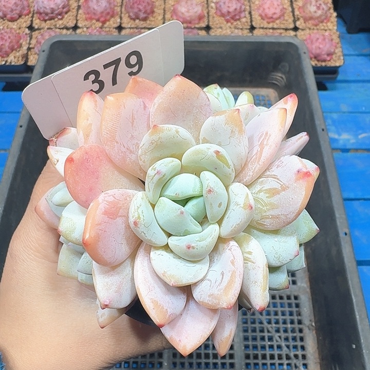 冷香多肉植物379