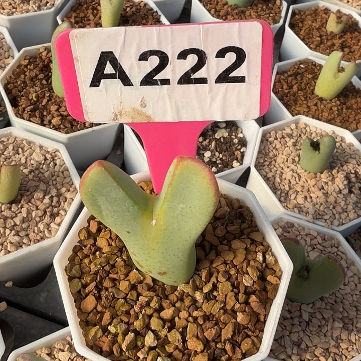 ****）222mmmnmnnnnnnnnn