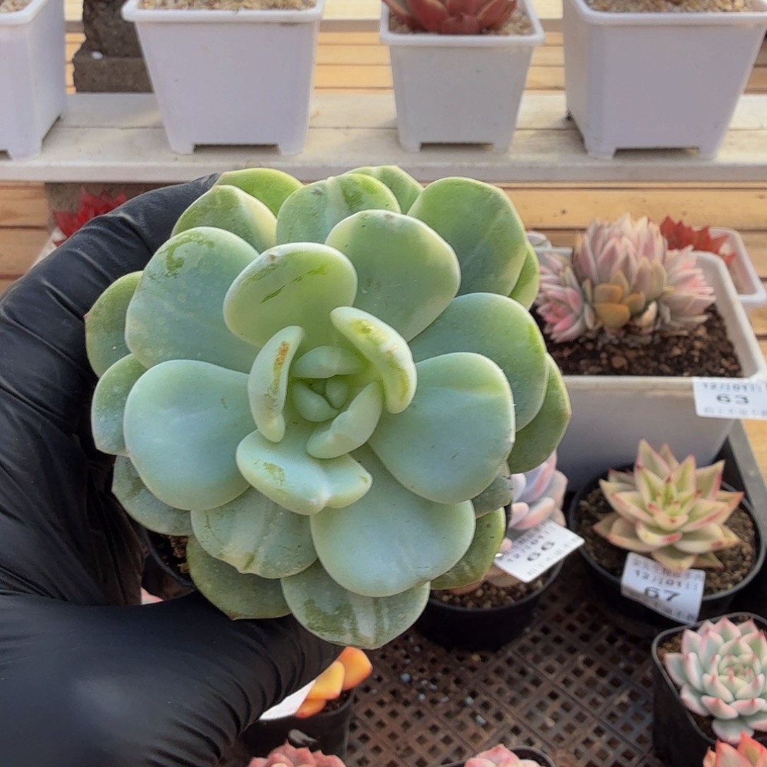 1201-70冷香锦单头a