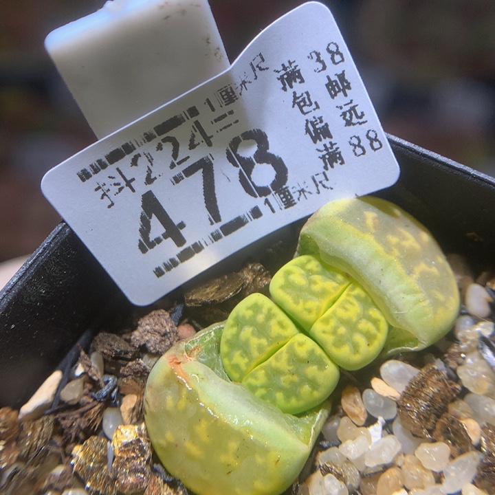 精品生石花224.478
