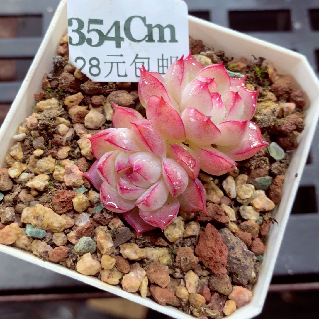 5厘米盆精控多肉354