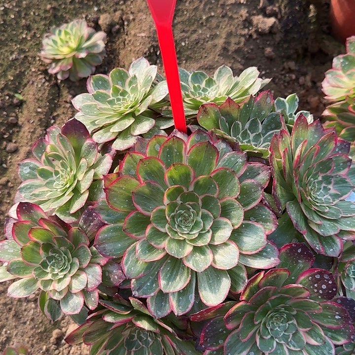 5-34莲花座多肉法师